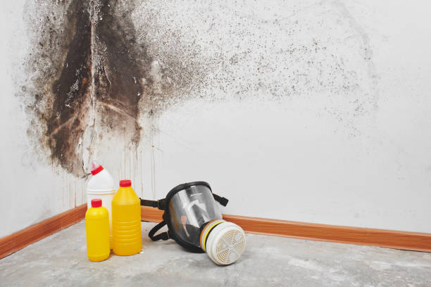 Best Same-Day Mold Removal  in Fairmount, TN