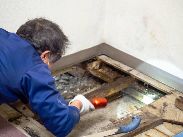 Best Mold Damage Repair  in Fairmount, TN