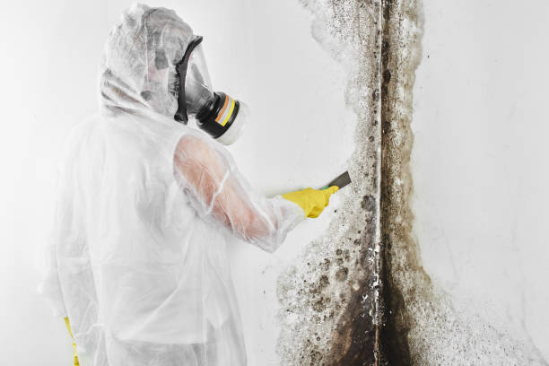 Crawl Space Mold Removal in Fairmount, TN