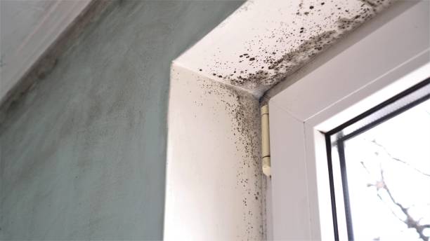 Attic Mold Removal in Fairmount, TN