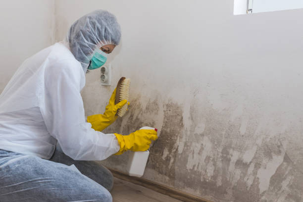 Mold Removal Process in Fairmount, TN