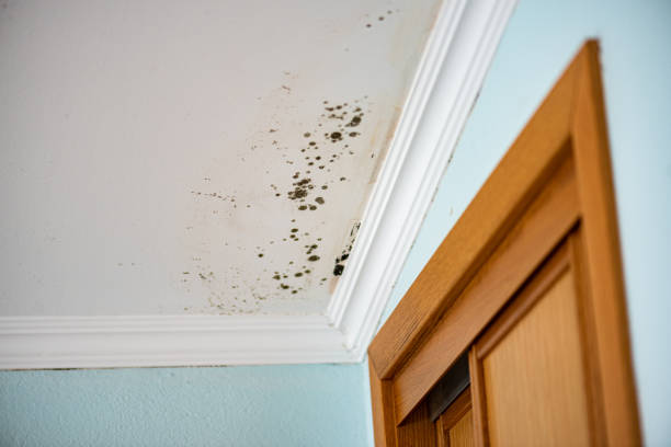 Best Best Mold Removal Companies  in Fairmount, TN
