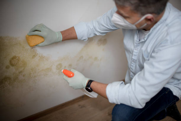Best Affordable Mold Removal  in Fairmount, TN