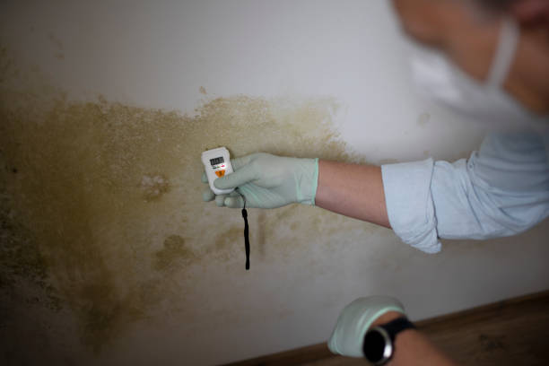Best Commercial Mold Removal  in Fairmount, TN