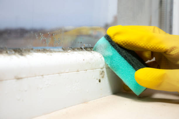Best Mold Remediation  in Fairmount, TN