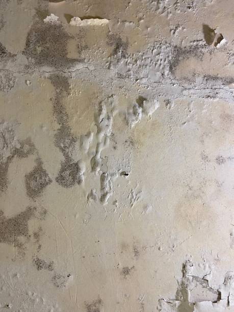 Best Fast Mold Removal  in Fairmount, TN