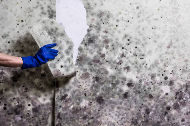  Fairmount, TN Mold Removal Pros