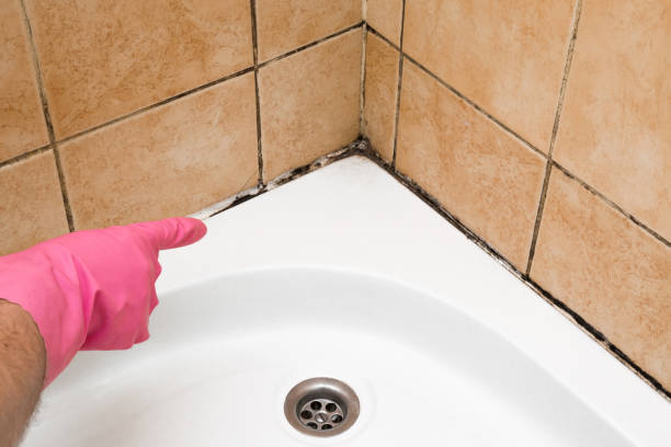 Best Residential Mold Removal  in Fairmount, TN