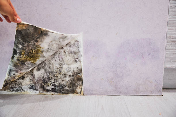 Best Local Mold Removal Service  in Fairmount, TN